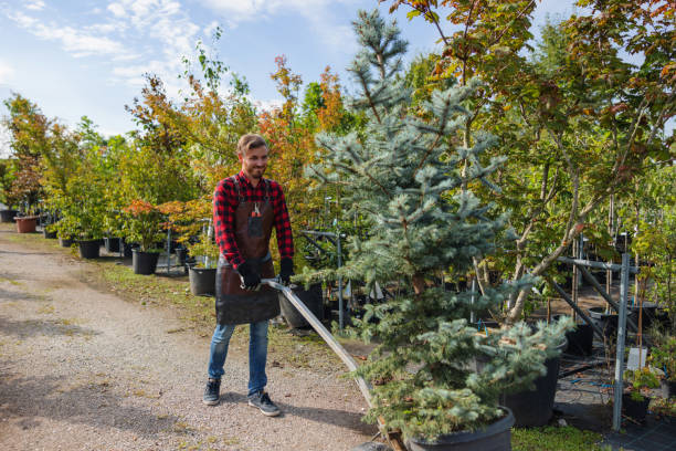 Best Tree Cutting Near Me  in Langdon, ND